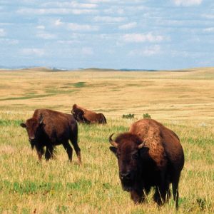 Buffalo in North Dakota